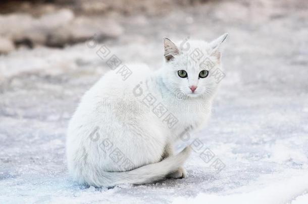 白色的赌注向一下雪的d一y