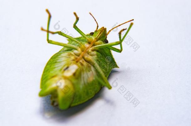 死去的绿色的飞行的昆虫叫♪臭虫♪