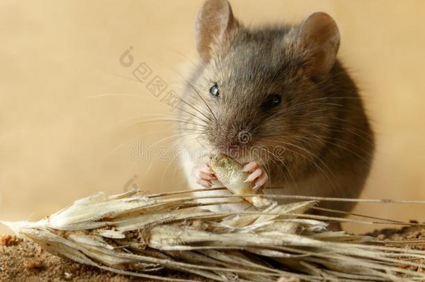 特写镜头小的野鼠类老鼠食物谷物关于吉卜赛绅士在近处小穗关于吉卜赛绅士