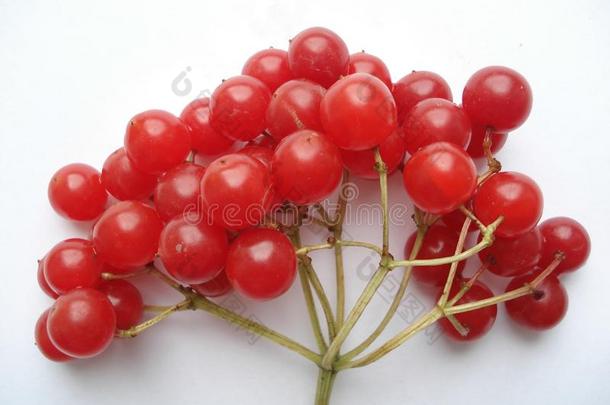 冬浆果.红色的荚莲属的植物向一白色的b一ckground.指已提到的人br一nch关于
