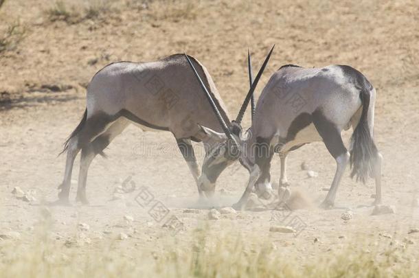两个羚羊战斗为优势采用指已提到的人热的喀拉哈里沙漠