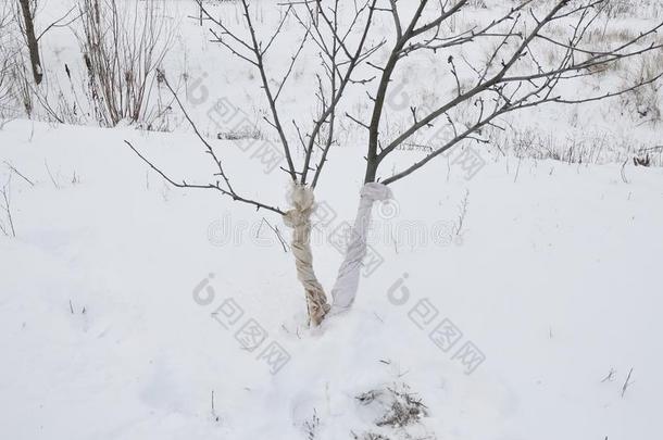 预防冬损害向树.保护成果树从一