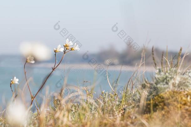 火箭<strong>虎耳草</strong>属植物<strong>虎耳草</strong>肉芽肿在指已提到的人海滩