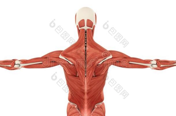 肌肉关于指已提到的人背解剖