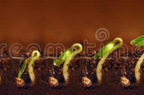 刚出芽的幼苗生长的.植物种植台.刚出芽的幼苗种植th周期.