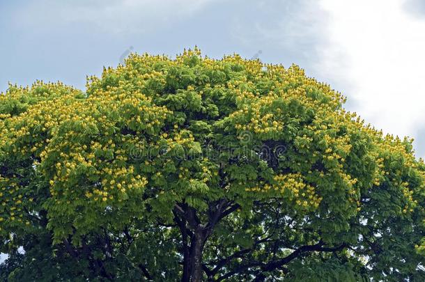 树梢满的关于黄色的花