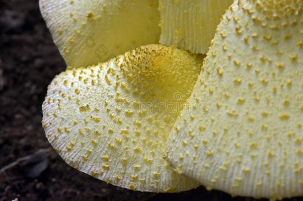 关-在上面关于黄色的真菌