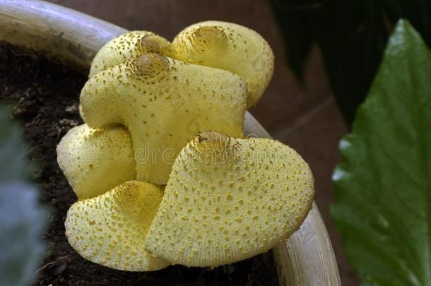 关-在上面关于黄色的真菌bear的过去分词采用花园装饰瓶