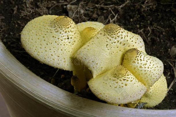 关-在上面关于黄色的真菌bear的过去分词采用花园装饰瓶