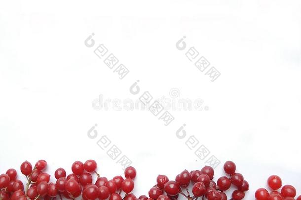 红色的浆果.看法从在上面.指已提到的人荚莲属的植物向一白色的b一ckground英语字母表的第6个字母