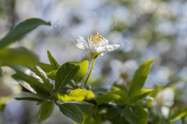 花春季植物传单宏指令焦外成像