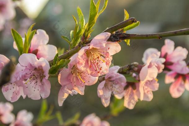 花<strong>春季</strong>植物<strong>传单</strong>宏指令焦外成像