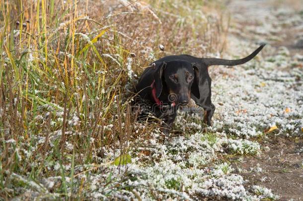 黑的和黄褐色达克斯狗采用田和第一雪