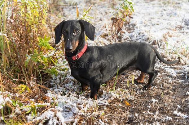 黑的和黄褐色达克斯狗采用田和第一雪