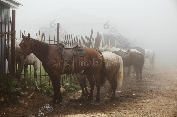 组关于马向有雾的农场或大牧场,烟雾m或ning