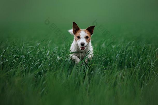 狗千斤顶拉塞尔英国工程师小猎狗跑步向指已提到的人草