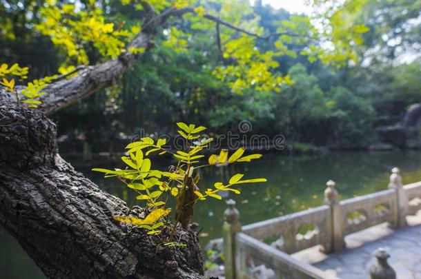 芜湖赭石山公园