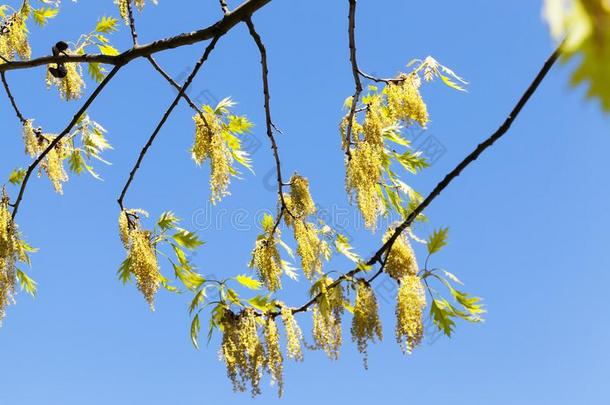 花栎树