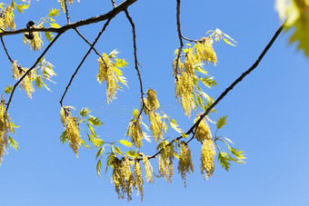 花栎树图片