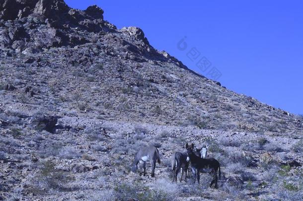 野生的驴子采用莫哈韦沙漠沙漠风景