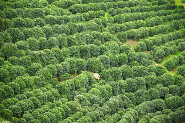 美丽的新鲜的绿色的中国人<strong>龙井</strong>茶水种植园.杭州