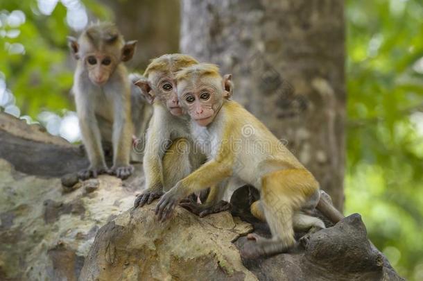 无边女帽恒河猴-弥猴属中央研究院,斯里斯里兰卡
