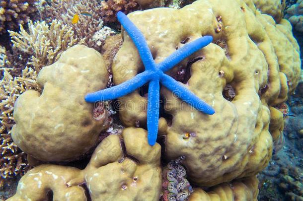 海星向珊瑚礁.黄色的珊瑚和蓝色海星.星fiscal国库的