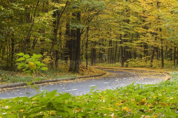 路采用指已提到的人秋森林,黄色的树叶向指已提到的人沥青和树