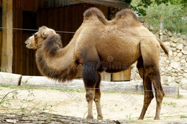 骆驼家庭的bactriancamel双峰驼骆驼us巴克里纳斯