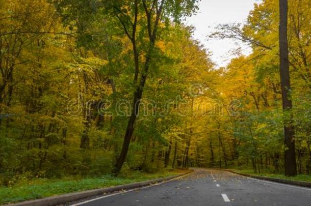 路采用指已提到的人秋森林,黄色的树叶向指已提到的人沥青和树