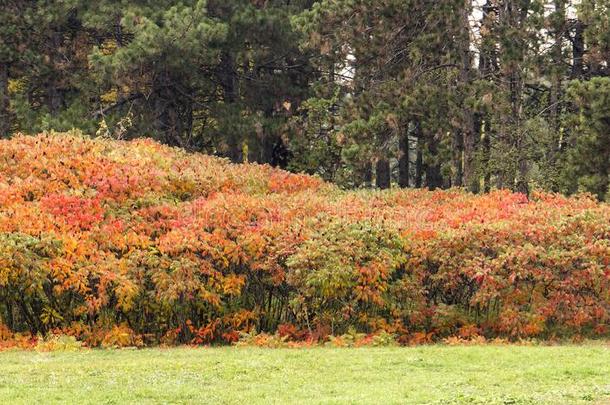 雄鹿角漆树漆树斑疹伤寒红色的核果,红色的树叶