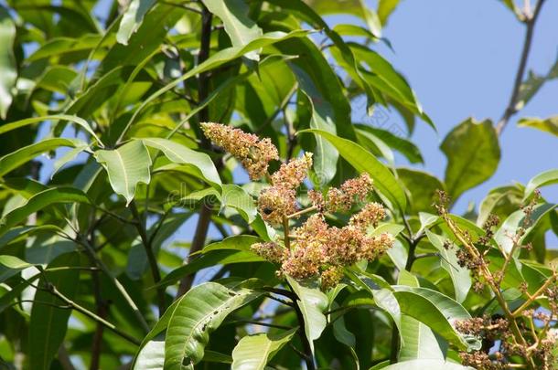 芒果树花关于芒果花