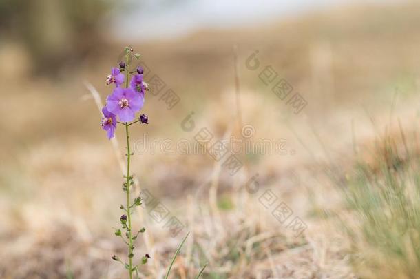 紫罗兰花紫色的毛蕊花属的植物毛蕊花属<strong>黄花鱼</strong>