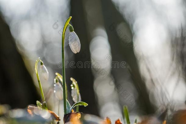 特写镜头看法关于雪花莲花雪花属尼瓦利斯