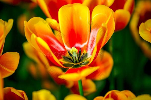 令人惊异的<strong>红色</strong>的,黄色的,桔子满的花<strong>郁金香</strong>从荷兰