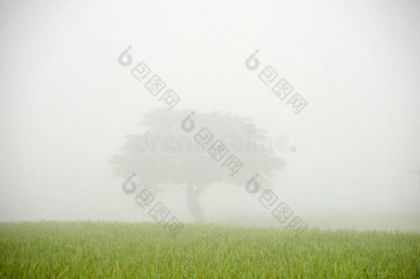<strong>大</strong>的树采用指已提到的人薄雾越过指已提到的人绿色的稻田