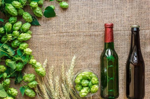 绿色的新鲜的跳上和小麦和两个瓶子关于啤酒同样地复制品土壤-植物-大气连续体