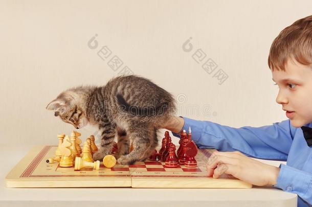 年幼的棋手和平纹小猫演奏棋.