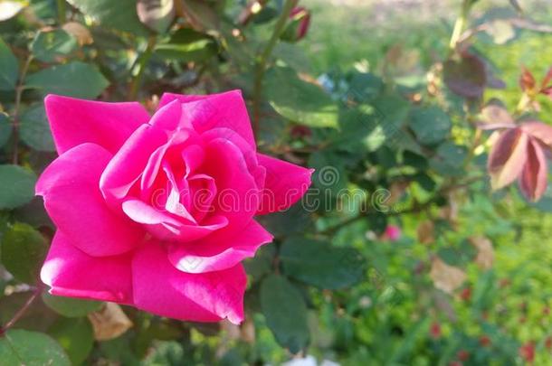 粉红色的<strong>短促</strong>的敲打出局玫瑰花和玫瑰丛植物的叶子