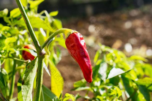 红色的红辣椒植物采用指已提到的人花园.红色的热的红辣椒胡椒