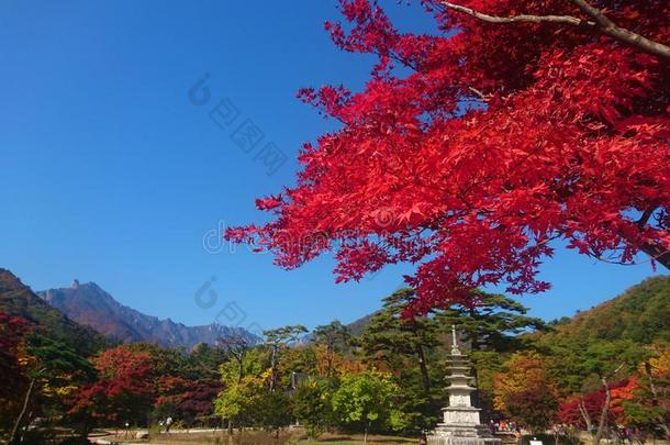 雪岳山国家的公园,枫树旅行