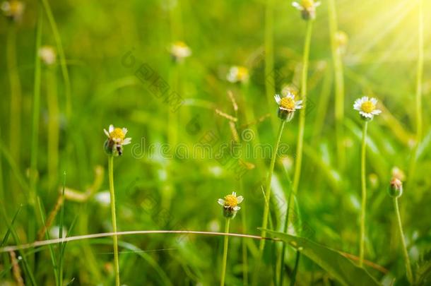 植物蒲公英,花草在轻松早晨时间