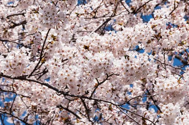 美丽的樱花樱桃花树采用满的花.