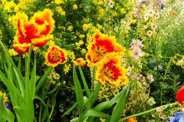 具<strong>流苏</strong>的黄色的-<strong>红</strong>色的郁金香花采用指已提到的人花园.
