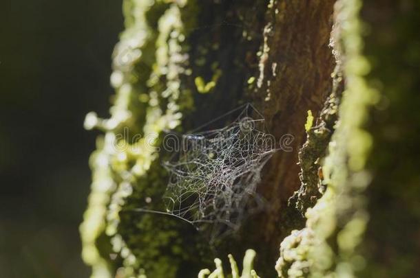 蜘蛛蜘蛛网向树树枝和太阳reflecti向.蜘蛛`英文字母表的第19个字母蜘蛛网向