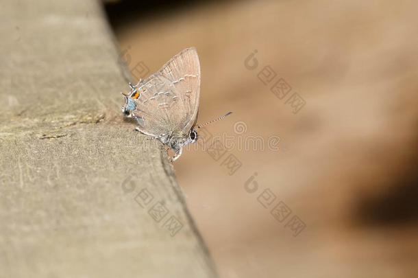有带的翅上有细纹的蝶蝴蝶-Satyrium水蚤