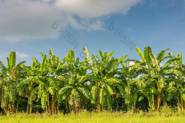 香蕉田,香蕉农场和蓝色天背景.