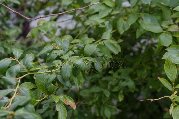 叶子从越橘的一种植物越桔属伞形花序从北方美洲