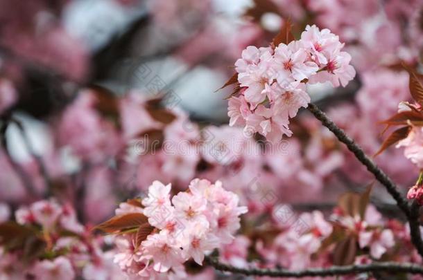 樱桃花,樱花季节采用黑色亮漆.