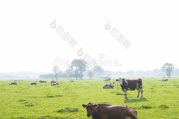荷兰的一种乳牛母牛采用绿色的草<strong>地</strong>关于荷兰人的陆<strong>地地</strong>图